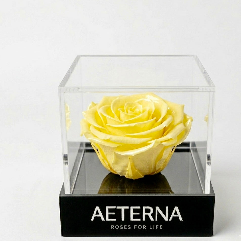 ÚNICA BOX