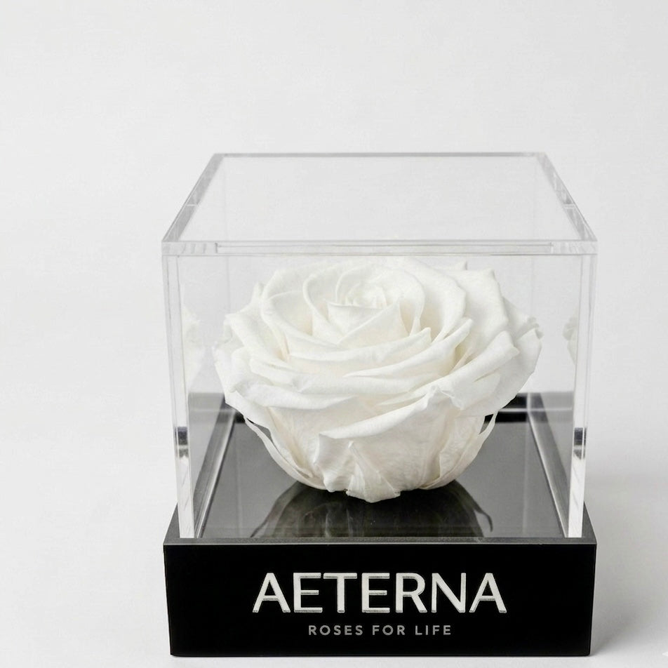 ÚNICA BOX